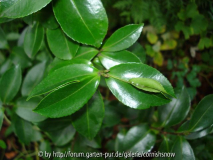 sasanqua 'Paradiese Betti Lynn'