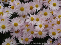 Rosa Chrysantheme I