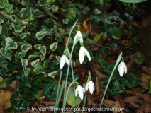 Galanthus reginae-olgae - Nov. 2006