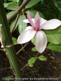 Magnolia 'Galaxy'