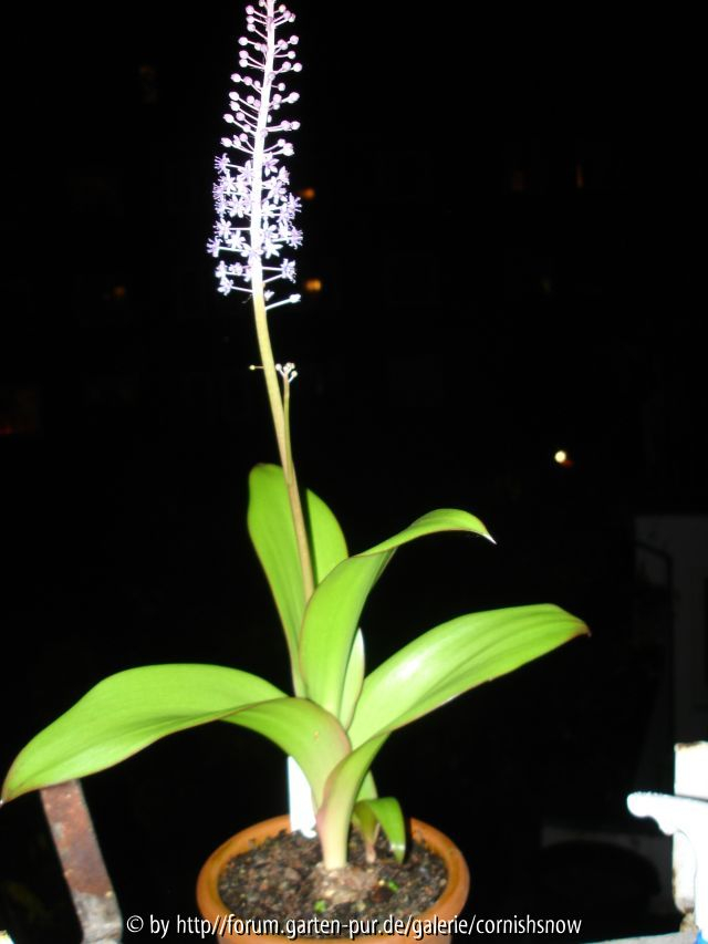 Scilla latifolia - La Palma I