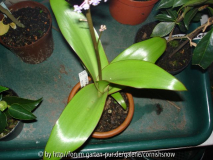 Scilla latifolia - La Palma II