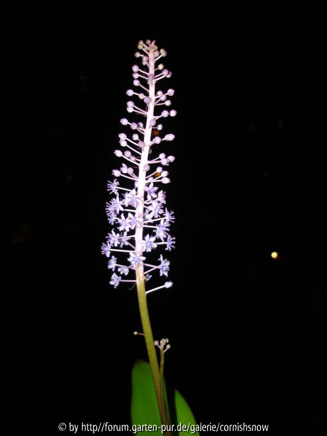 Scilla latifolia - La Palma III