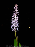 Scilla latifolia - La Palma III