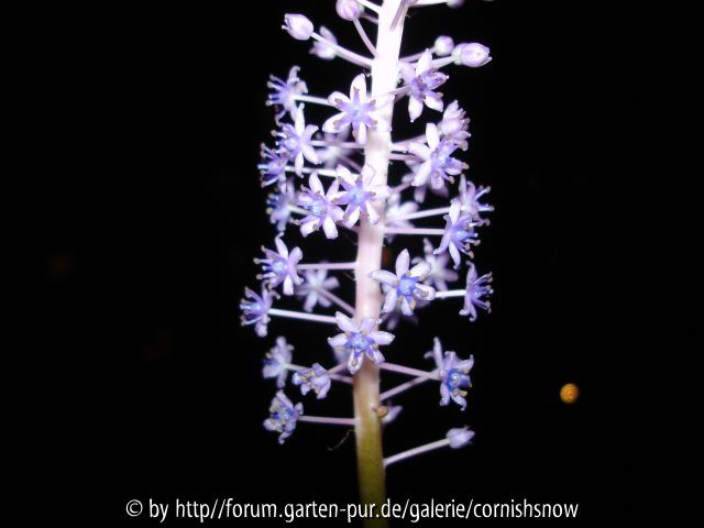 Scilla latifolia - La Palma IV