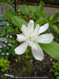 Magnolia stellata 'Scented Silver'
