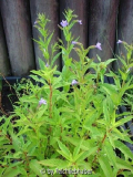 Blaue Gaucklerblume