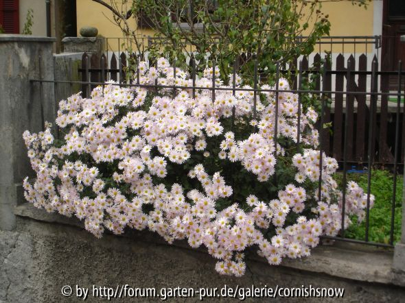 Chrysantheme ganz