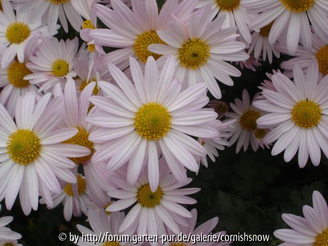 Chrysantheme nah