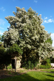 Baum komplett