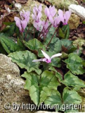 c_hederifolium.jpg