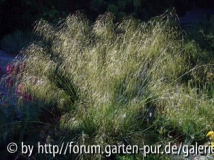 stipa gigantea.jpg