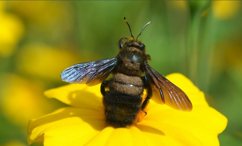 Xylocopa violacea mit Milben auf Tagetes