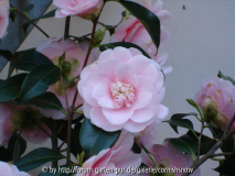 'Lauterbach' oder 'C. M. Wilson' - 2005 