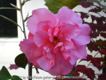 Camellia Reticulata-Hybride 'Leonard Mes