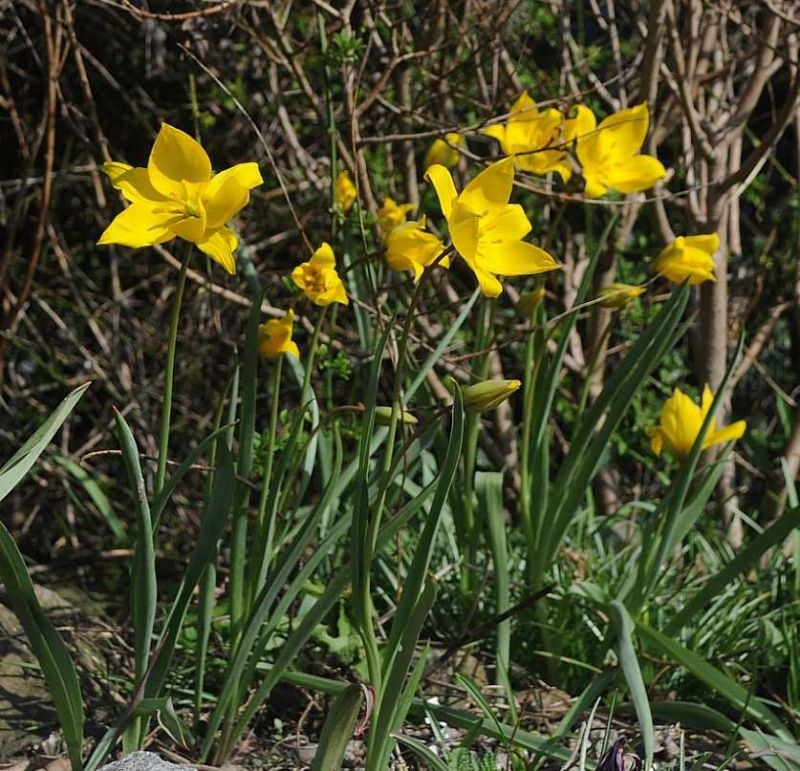 Tulipa sylvestris