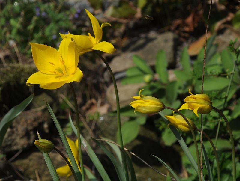 Tulipa sylvestris