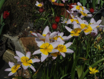 Tulipa saxatilis ssp. saxatilis
