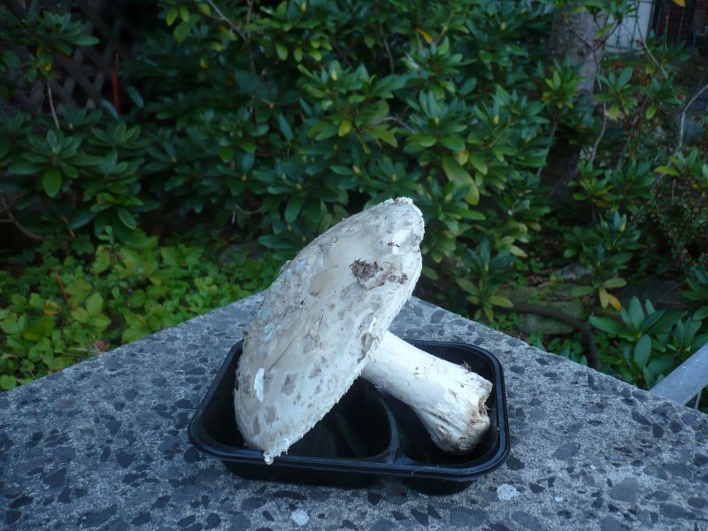 ??? Hut 20cm 