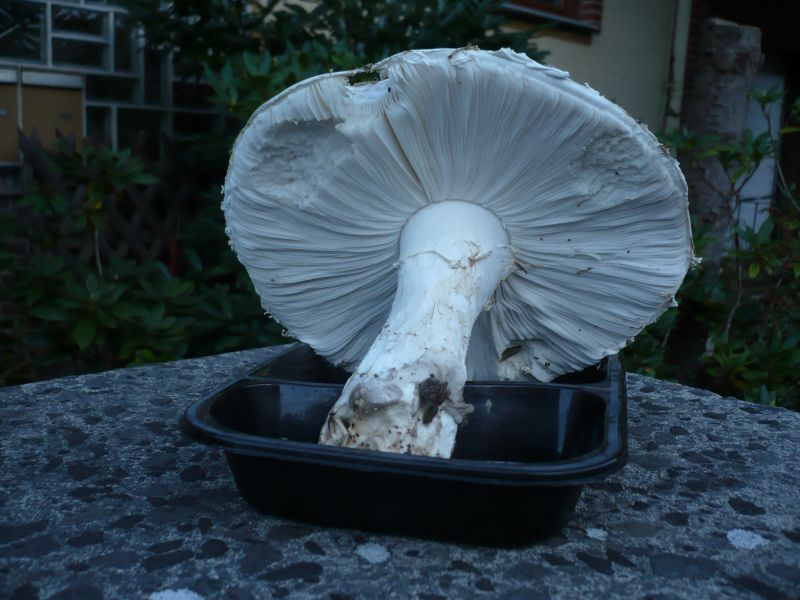 Hut 20 cm