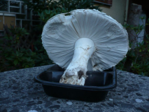Hut 20 cm
