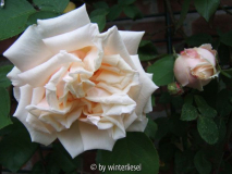 Gloire-elegant