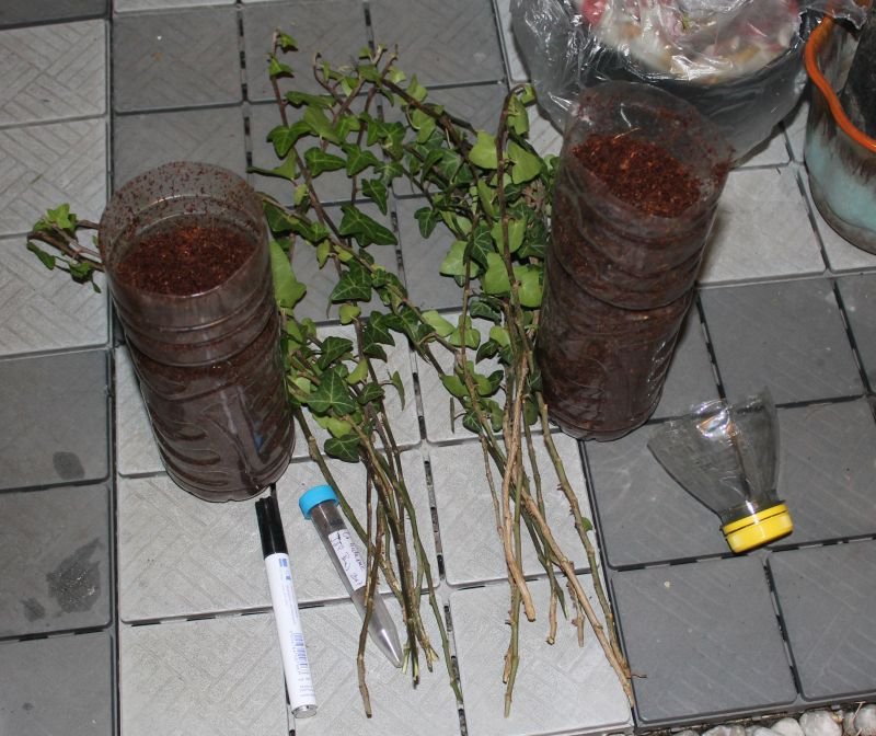 O. hederae Anzuchtversuche: Material