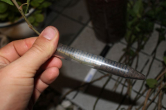 O. hederae Anzuchtversuche: Aussaat