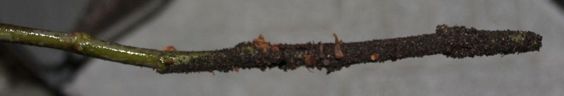 O. hederae Anzuchtversuche: Aussaat: Samen am Efeusteckling