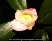 Camelia sasanqua - Die erste öffnet sich! I