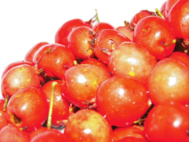 Früchte des Scharlach-Weißdorns - Crataegus pedicellata 