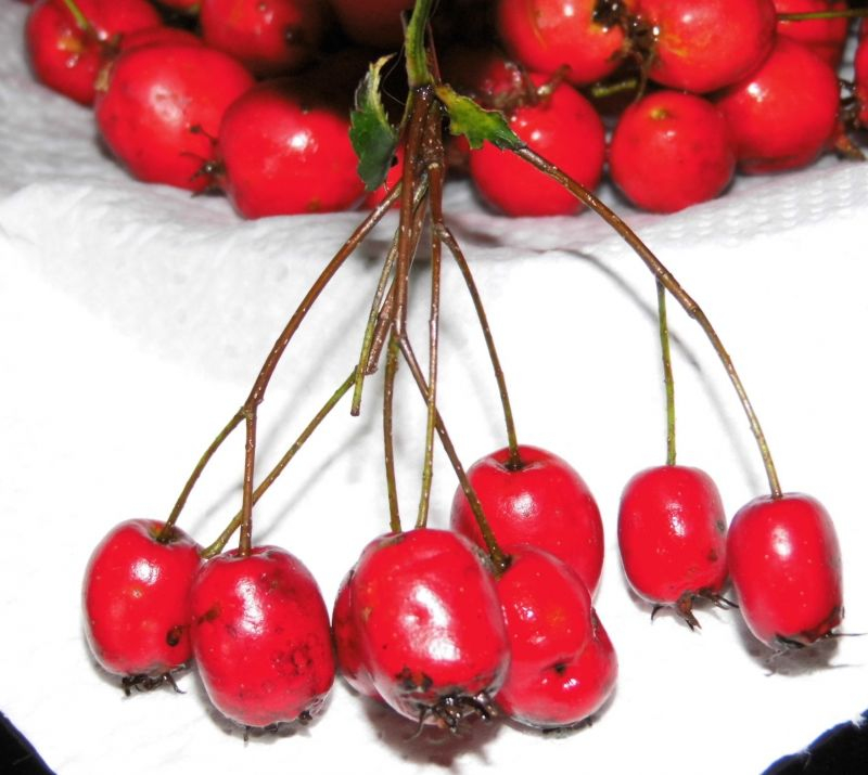 Früchte des Eingriffeligen-Weißdorns - Crataegus laevigata