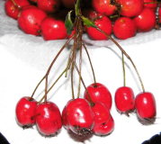 Früchte des Eingriffeligen-Weißdorns - Crataegus laevigata