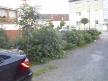 FeigenheckeSeptember2017