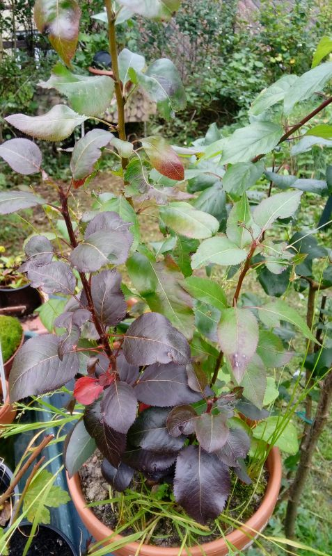 Birne rot 1
