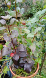 Birne rot 1