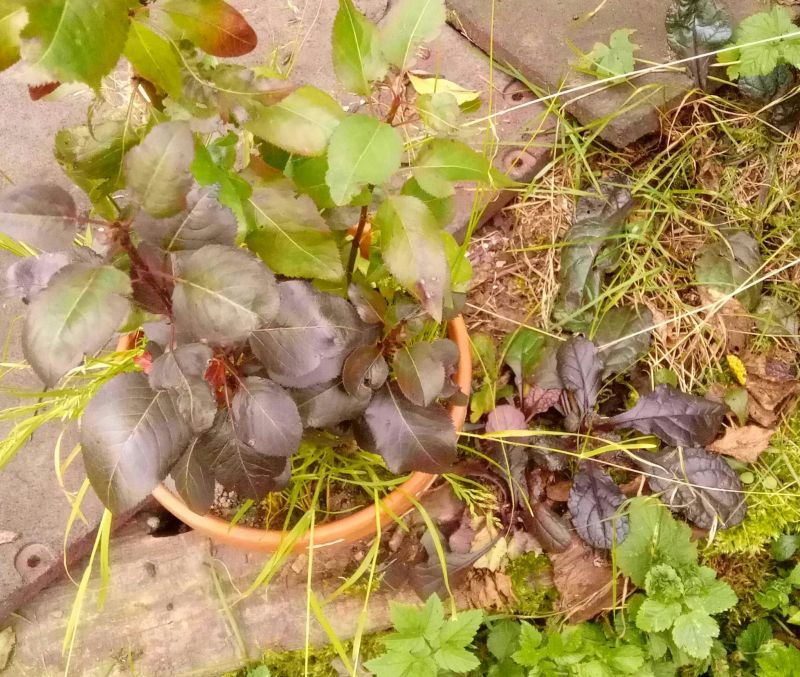 Birne rot 12