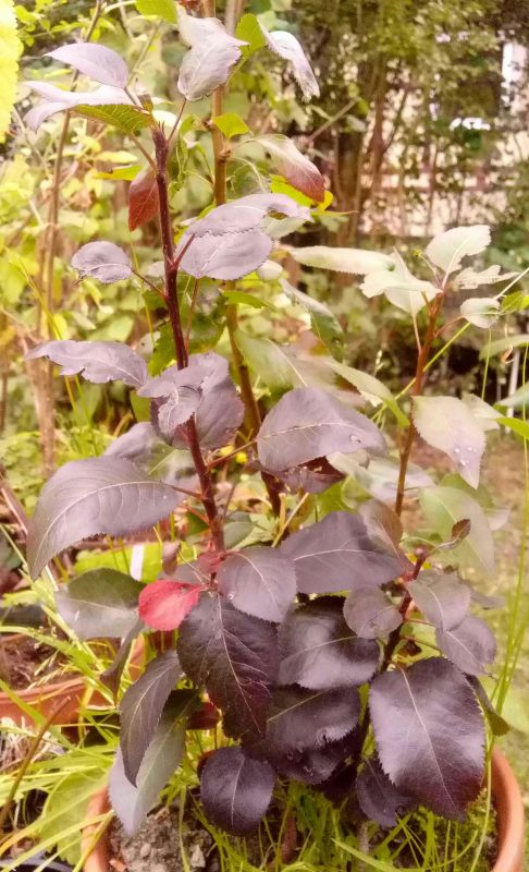 Birne rot 123