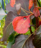 Birne rot 1234 Herbstlaub