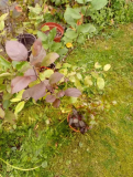 Birne rot 12345 roter mond