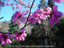 Magnolia sprengeri 'Diva' - Eisenhut I
