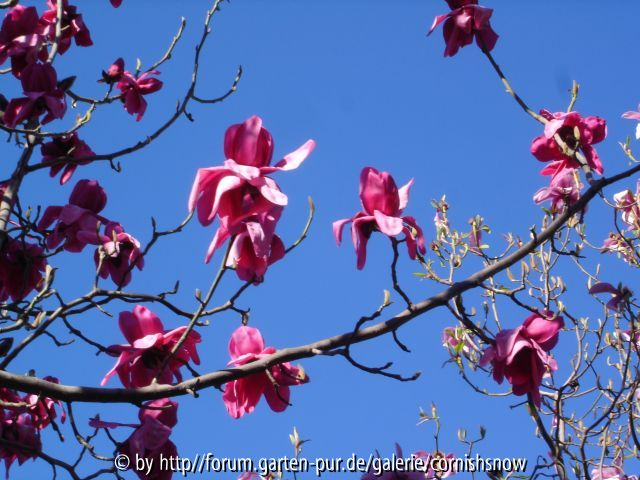 Magnolia campbelii ? - Eisenhut I