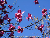 Magnolia campbelii ? - Eisenhut I