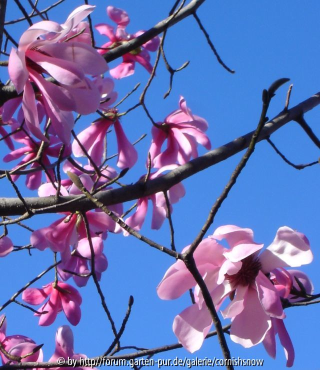 Magnolia sargentiana - Eisenhut