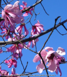 Magnolia sargentiana - Eisenhut