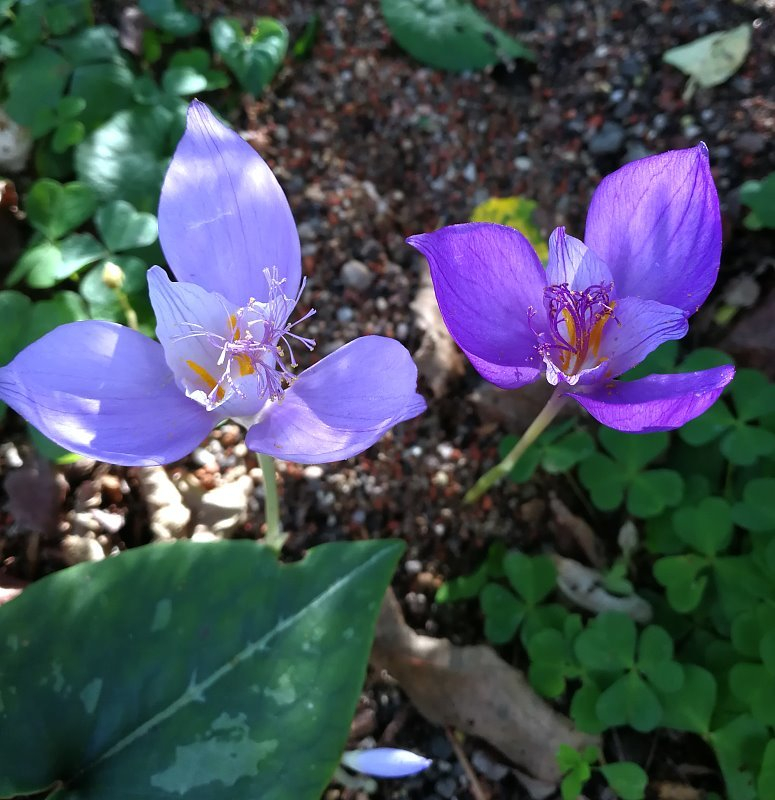 Crocus banaticus