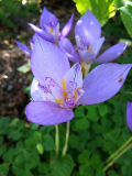 Crocus banaticus