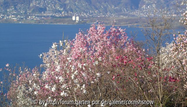 Postkartenidylle am Lago Maggiore