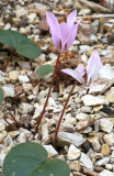 Cyclamen intaminatum