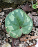 Cyclamen intaminatum